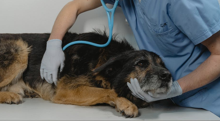 Dog Checkup Dog Checkup