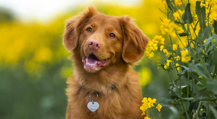 Dog in Sun