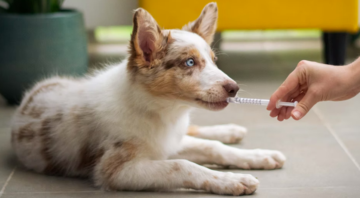 Dog with Syringe Dog with Syringe