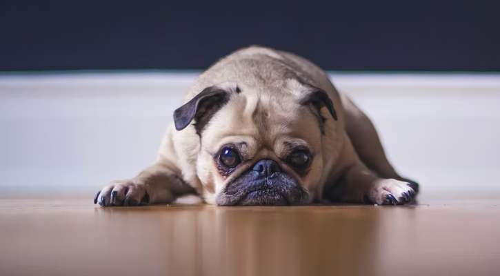 Sad Pug