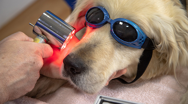 dog_dental dog_dental