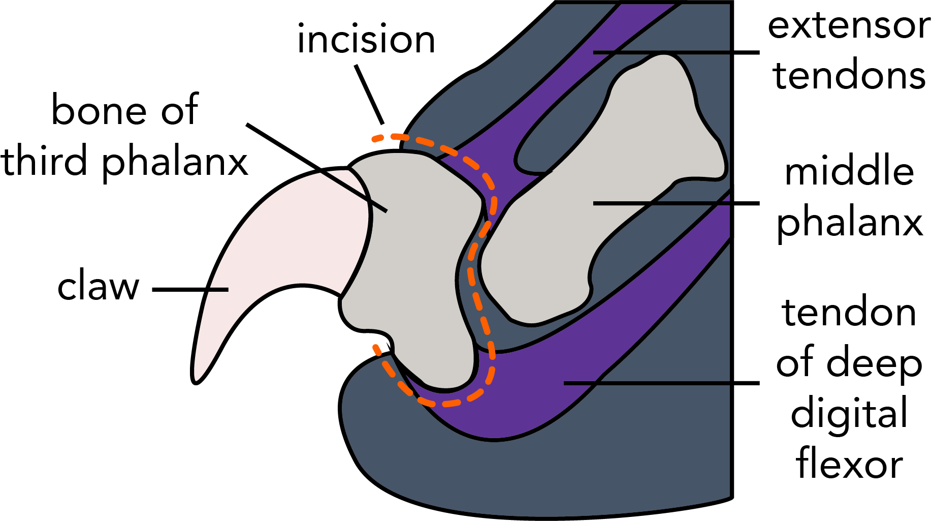 DeclawProcedure