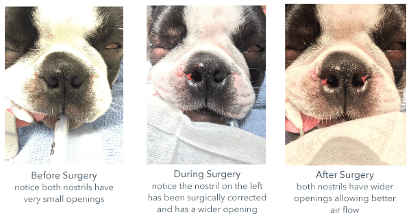 DogSurgery_nostrils