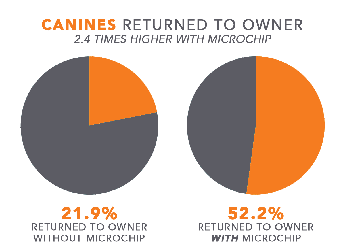 MicrochipBlog-Canines